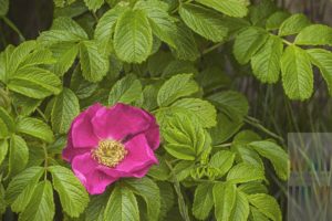 Kräftig pink blühende rosa rugosa besser bekannt unter den Namen Kartoffelrose, Apfelrose, Hundsrose, Kamtschatka Rose oder einfach Sylt Rose