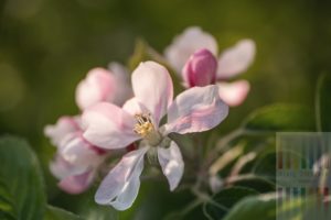 Zartrosa Blüte eines Apfelbaumes in der Frühlingssonne