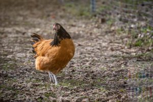 Henne der Rasse Vorwerkhuhn im Freilauf. Die Hühner stehen auf der Liste der gefährdetesn Nutztierrassen