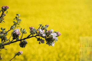 Zweig eines blühenden Apfelbaumes vor einem in voller Blüte stehenden Rapsfeldes