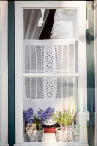 Blau blühende Hyazinthen stehen in einem sonnenbeschienenen, nostalgischen Sprossenfenster in Friedrichstadt